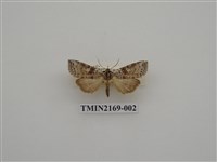 藏品(五譜波紋蛾)的圖片